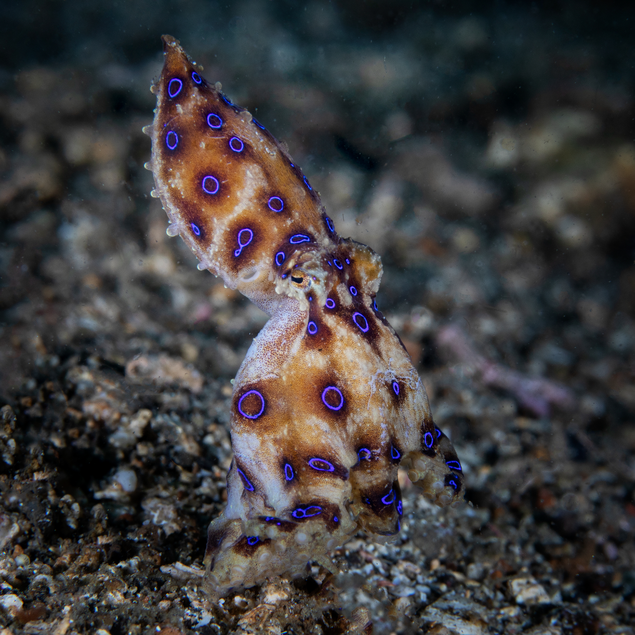 Blue Ringed Octopus, Lembeh